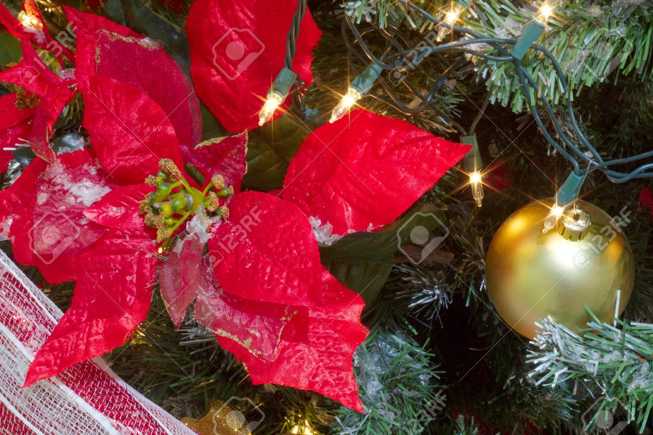 Banque d\u0027images , Poinsettia grande fleur rouge pour la décoration de sapin de Noël
