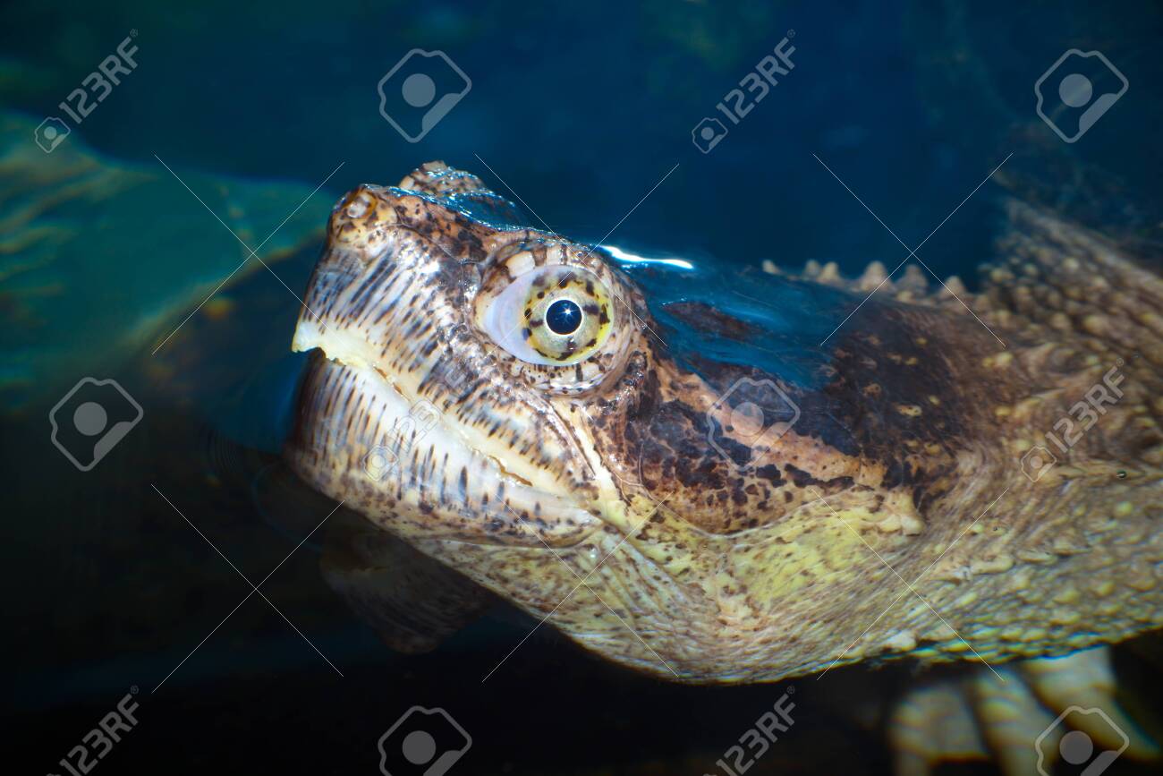 Turtle Head Marine Reptile Slow Animal Eye Closeup Stock Photo