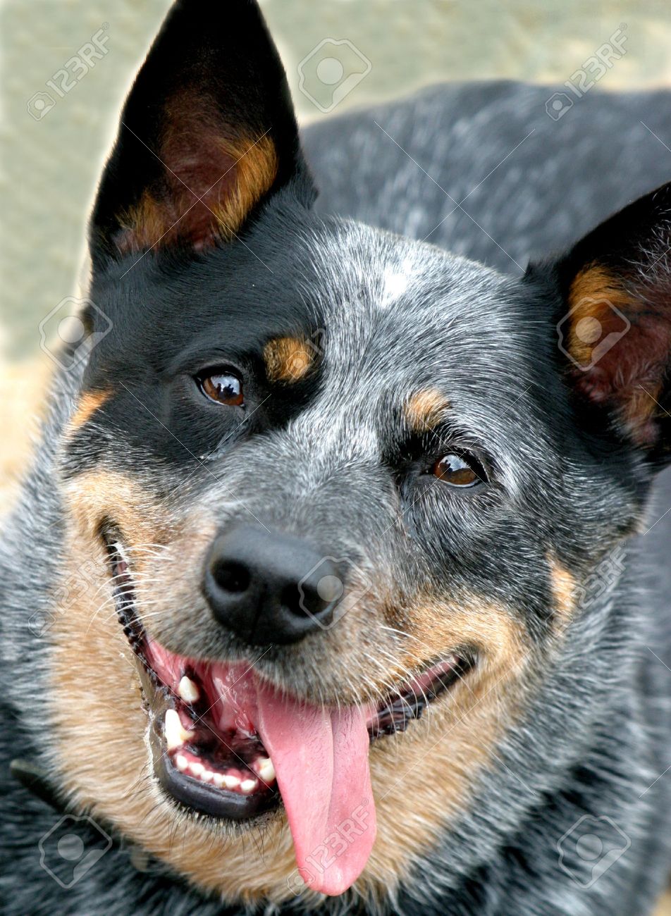 australian shepherd x blue heeler blue heeler images u0026 stock pictures royalty free blue heeler australian shepherd x blue heeler blue heeler images u0026 stock pictures royalty free blue heeler