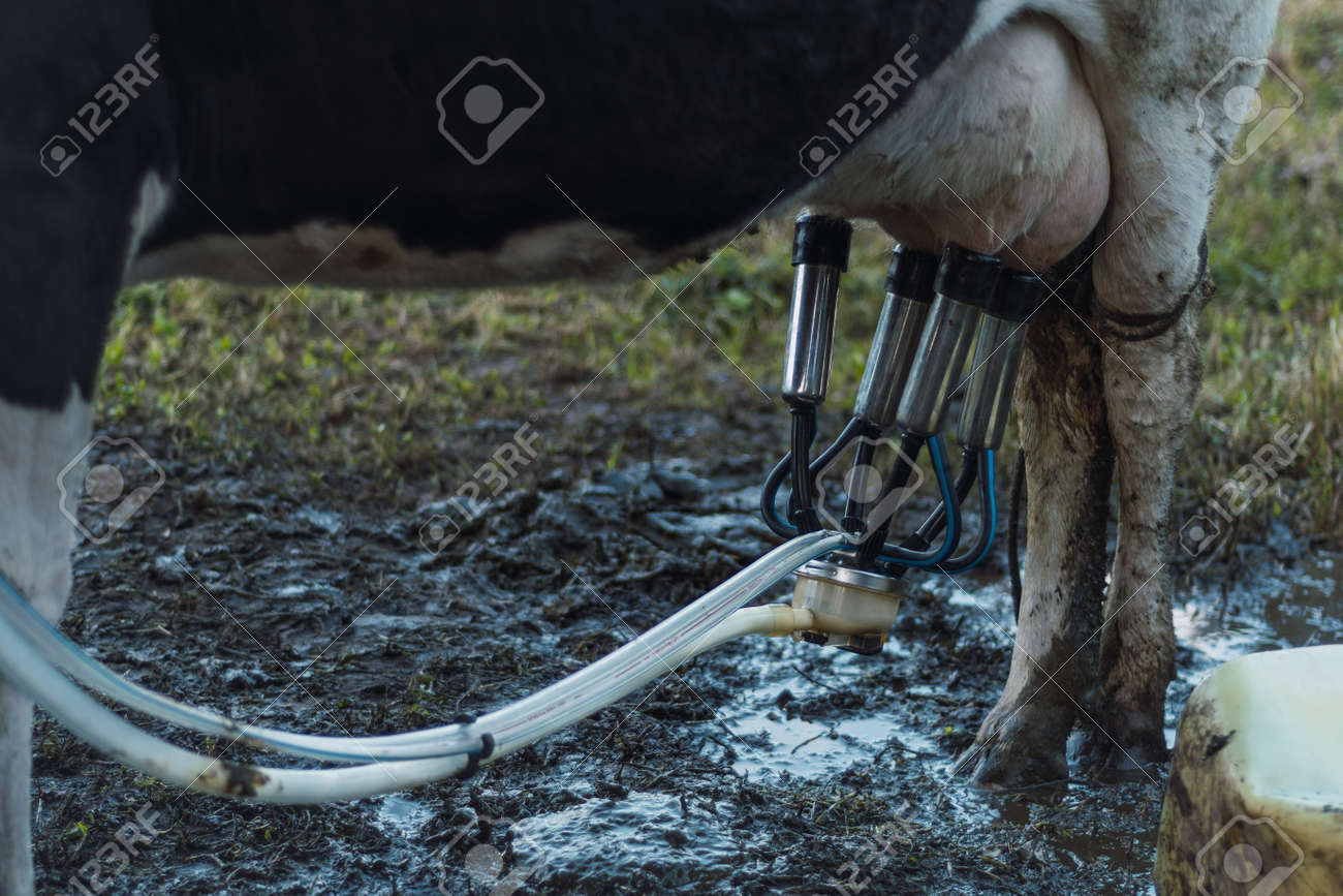 Men Milking Men Men Milking Men