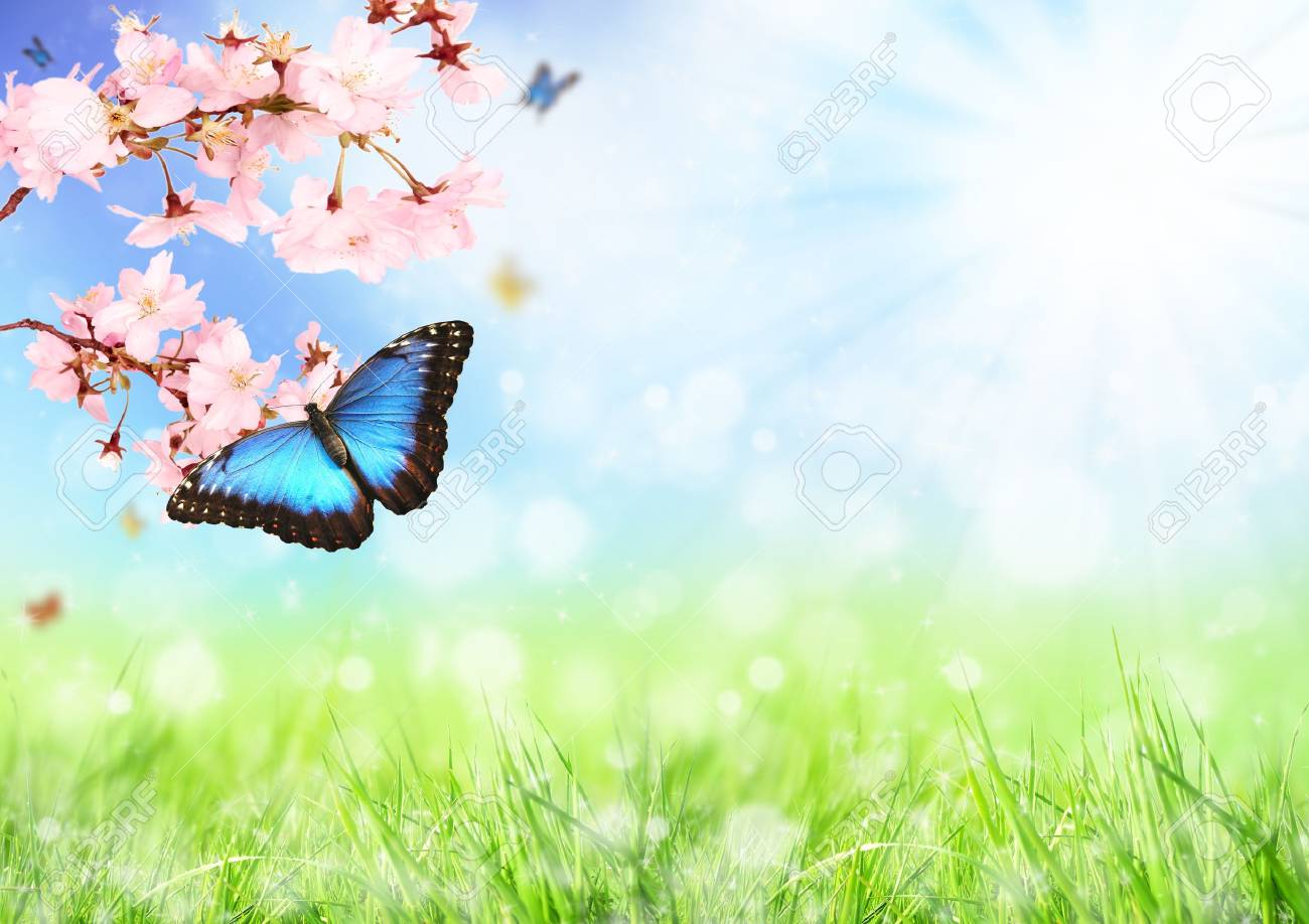 Beautiful Spring Meadow With Exotic Butterfly On Blooming Branch Stock  Photo, Picture and Royalty Free Image. Image 12576330., image size:1300x918