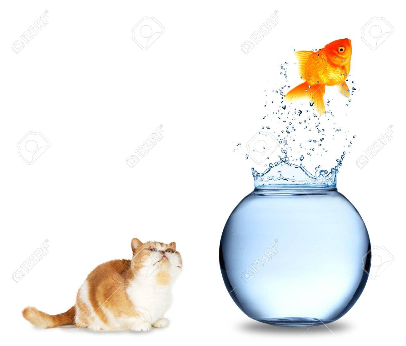 cat watching fish