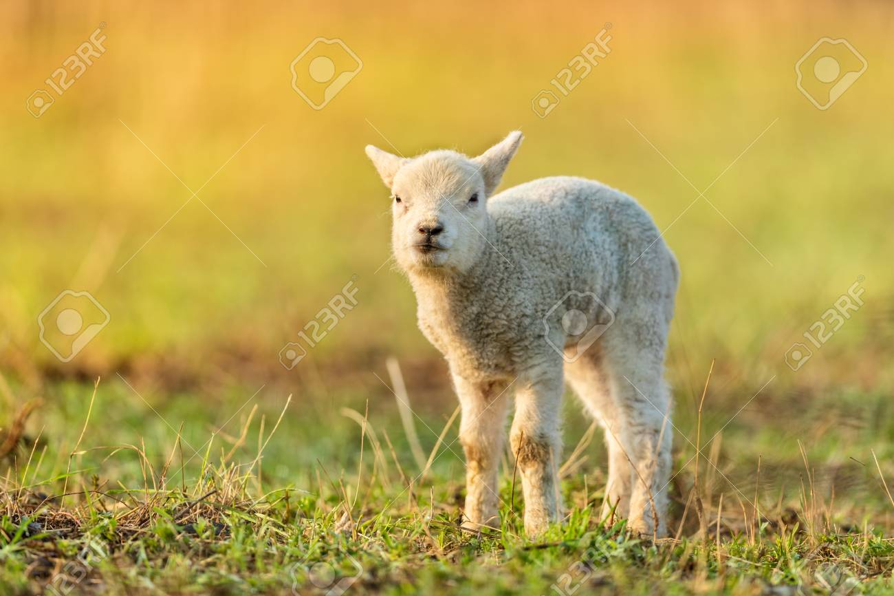 牧草地のかわいい若い子羊 春の早朝 春と新生児の生活の象徴 の写真素材 画像素材 Image 牧草地のかわいい若い子羊 春の早朝 春と新生児の生活の象徴 の写真素材 画像素材 Image