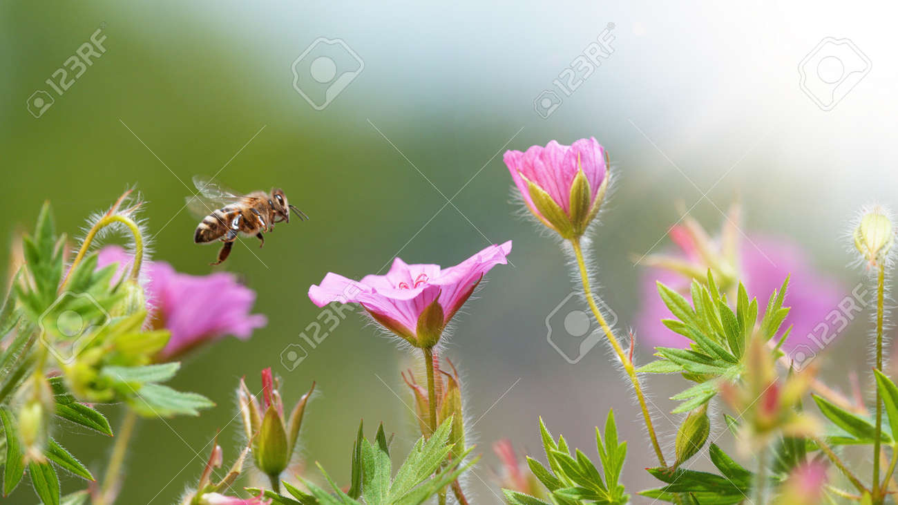 A Bee hovering pollen from pink blossom. Macro shot, nature outdoor photography on blooming meadow. - 170715443 A Bee hovering pollen from pink blossom. Macro shot, nature outdoor photography on blooming meadow. - 170715443