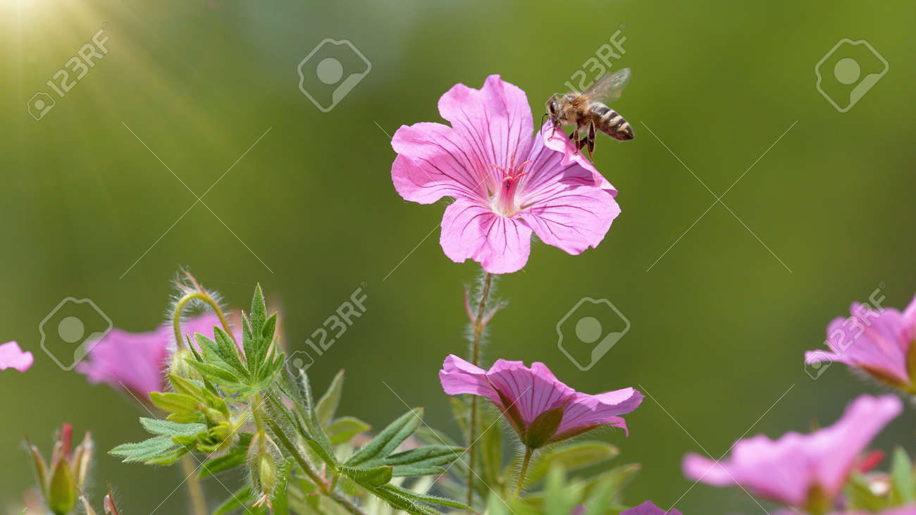 A Bee hovering pollen from pink blossom. Macro shot, nature outdoor photography on blooming meadow. - 170715157 A Bee hovering pollen from pink blossom. Macro shot, nature outdoor photography on blooming meadow. - 170715157