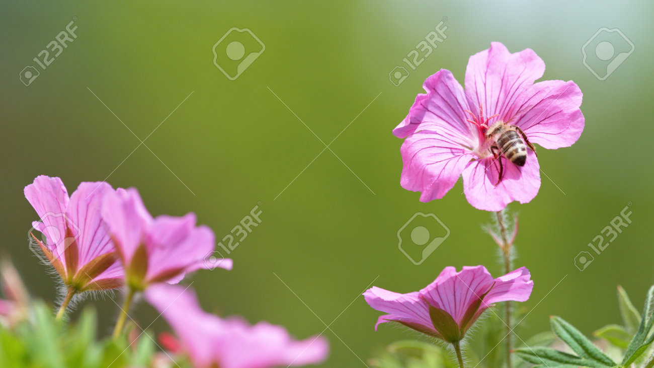 A Bee hovering pollen from pink blossom. Macro shot, nature outdoor photography on blooming meadow. - 170715250 A Bee hovering pollen from pink blossom. Macro shot, nature outdoor photography on blooming meadow. - 170715250