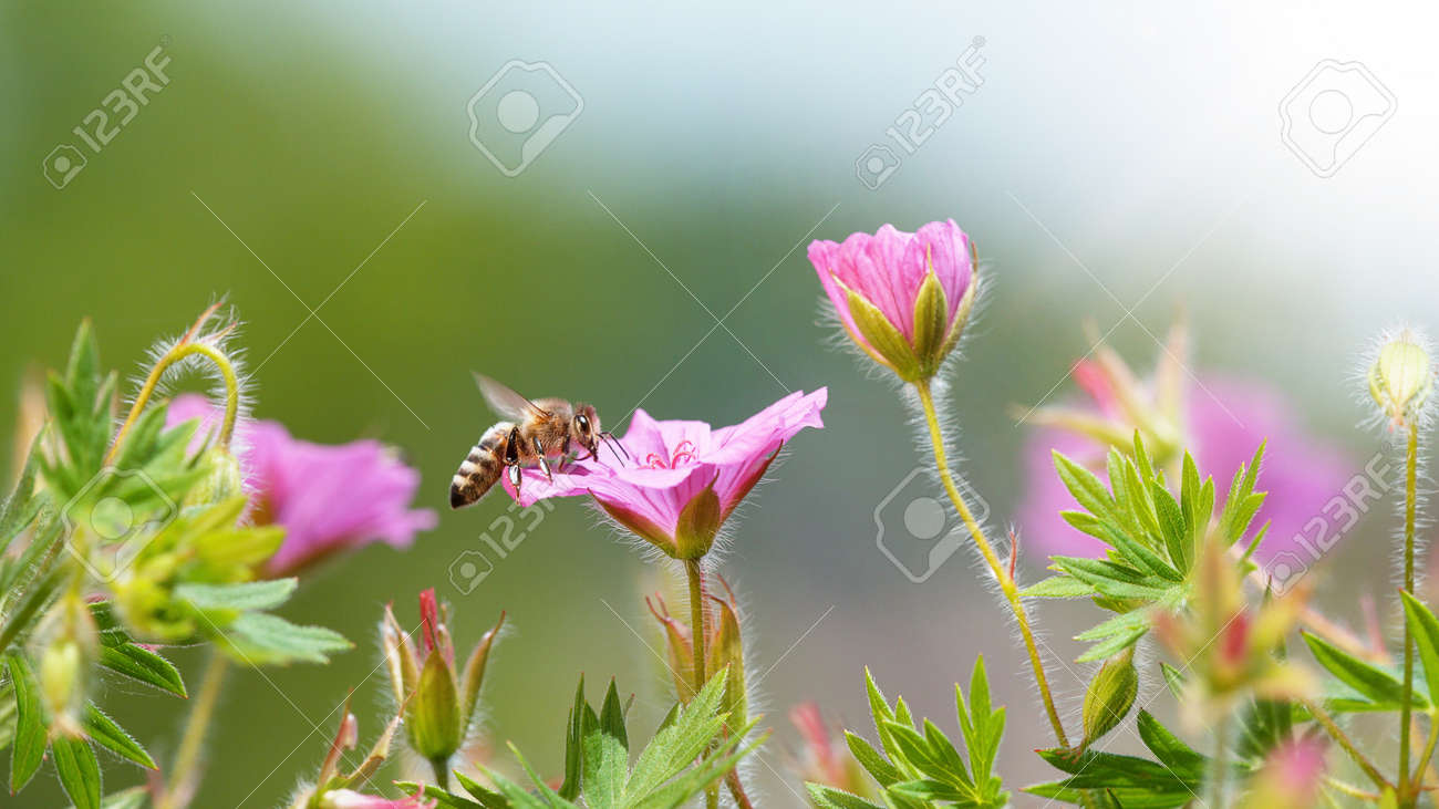 A Bee hovering pollen from pink blossom. Macro shot, nature outdoor photography on blooming meadow. - 170714723 A Bee hovering pollen from pink blossom. Macro shot, nature outdoor photography on blooming meadow. - 170714723