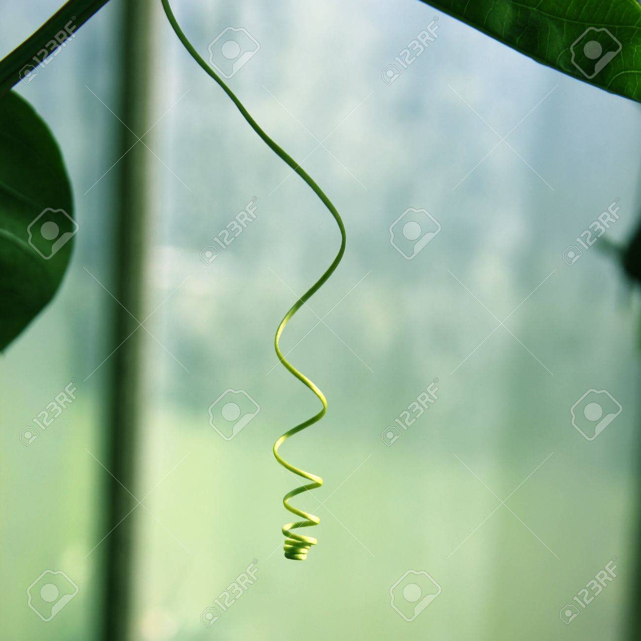 小さな 柔らかく 繊細な緑の植物の蔓 の写真素材 画像素材 Image