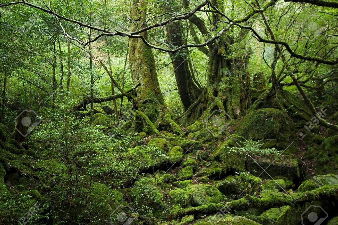 屋久島の森 の写真素材 画像素材 Image