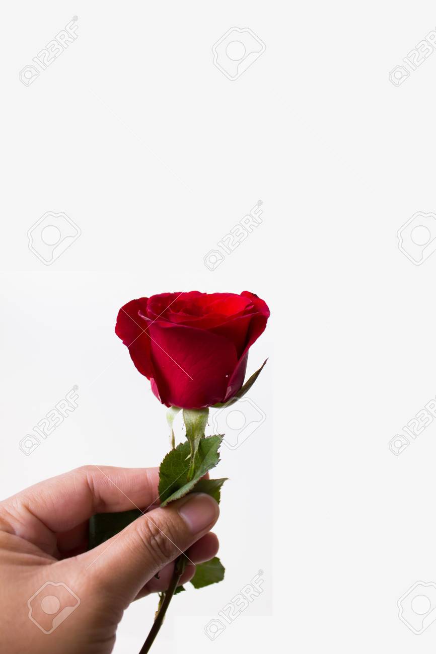 Single Red Rose In Hand On White Stock Photo Picture And Royalty