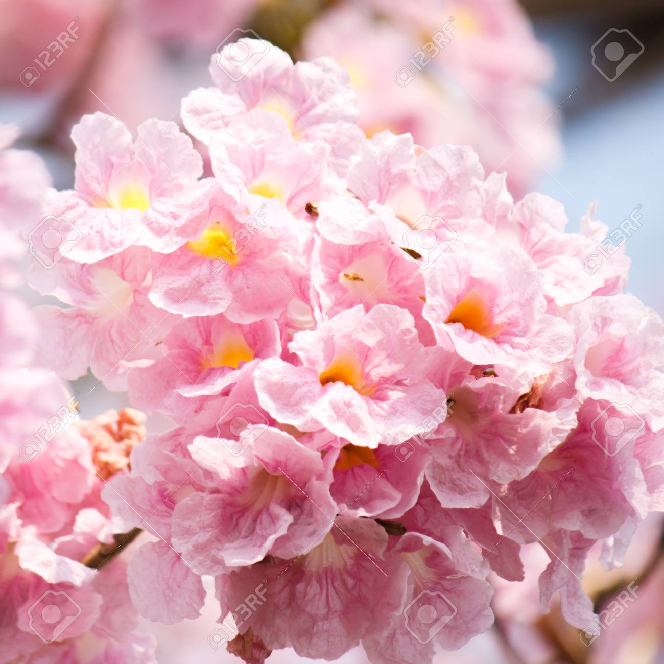 Plan Rapproché De Fleur Rose De Trompette