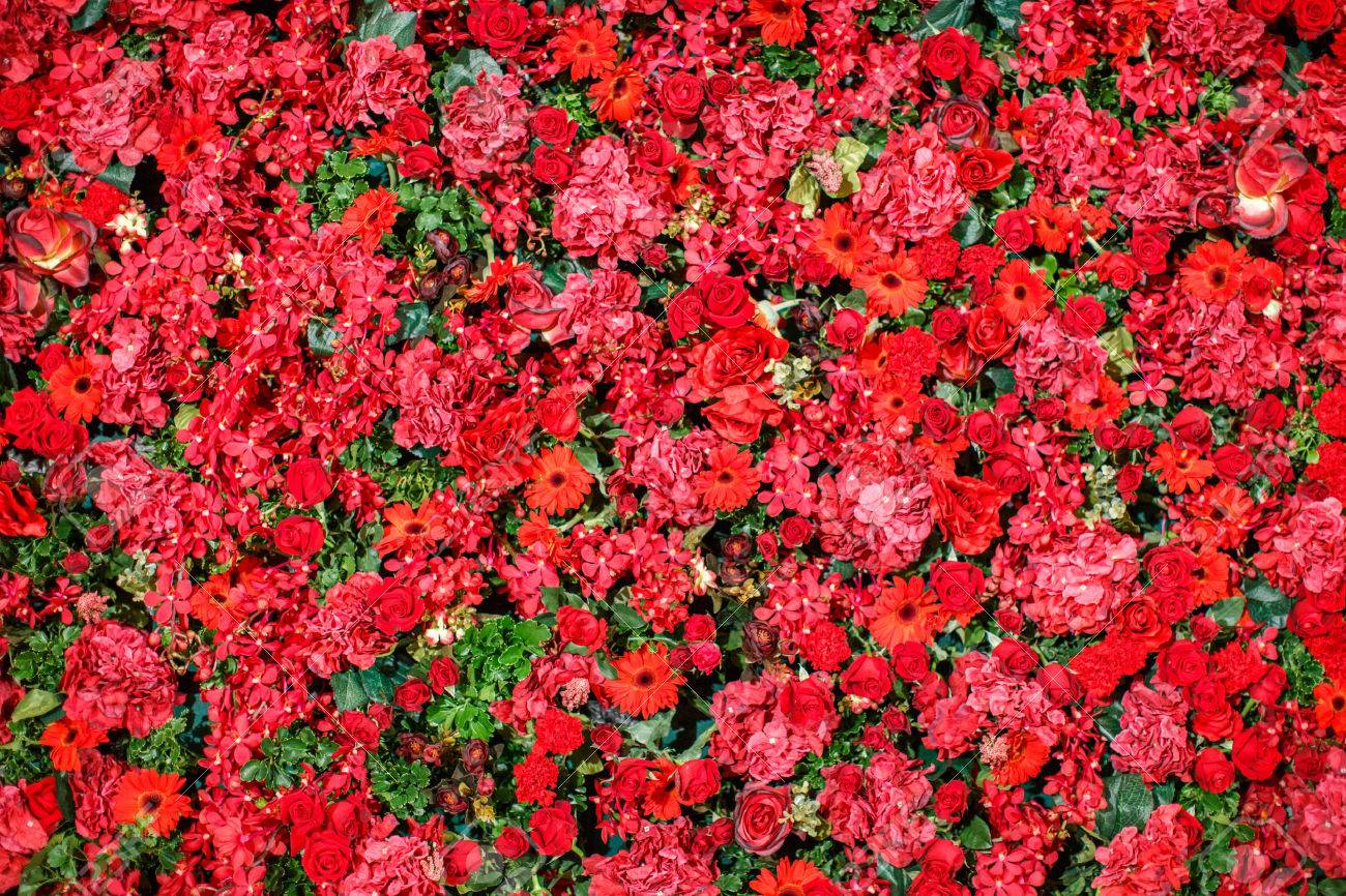 赤い花の様々 な種類の抽象的な背景 の写真素材 画像素材 Image