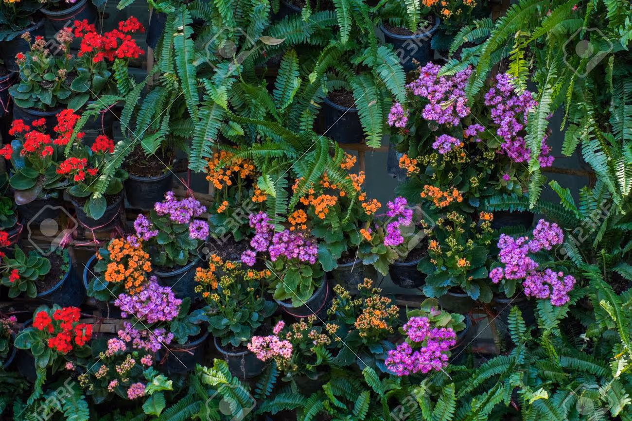 vertical tropical garden with various kind of green plants and flowers - 43131399 vertical tropical garden with various kind of green plants and flowers - 43131399