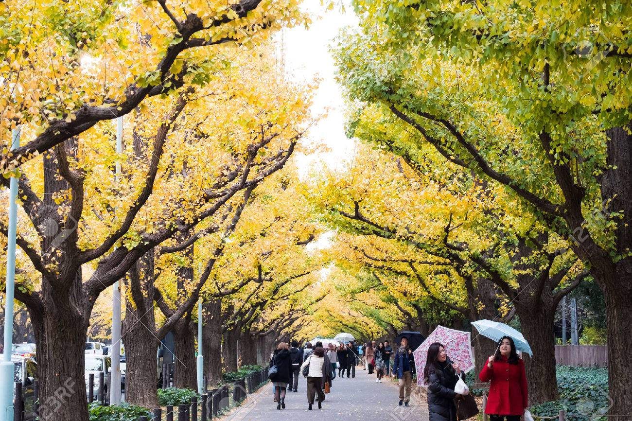 15 年 12 月 2 日に東京都の東京 日本 12 月 2 日 銀杏並木通り いちょう並木は 人気の観光スポット 明治神宮外苑公園の イチョウが並ぶ通り黄金の黄色の紅葉を楽しんでいる人々 が の写真素材 画像素材 Image