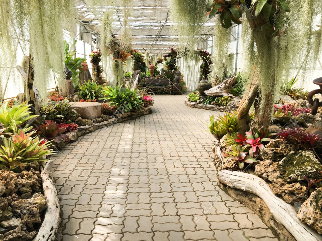 熱帯植物 花および木と庭装飾 温室でパス散歩道 の写真素材 画像素材 Image