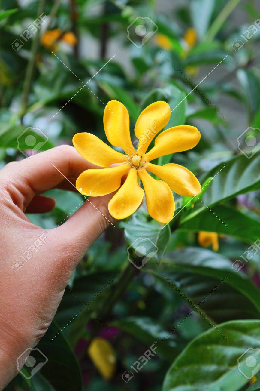 黄金のクチナシの花 の写真素材 画像素材 Image