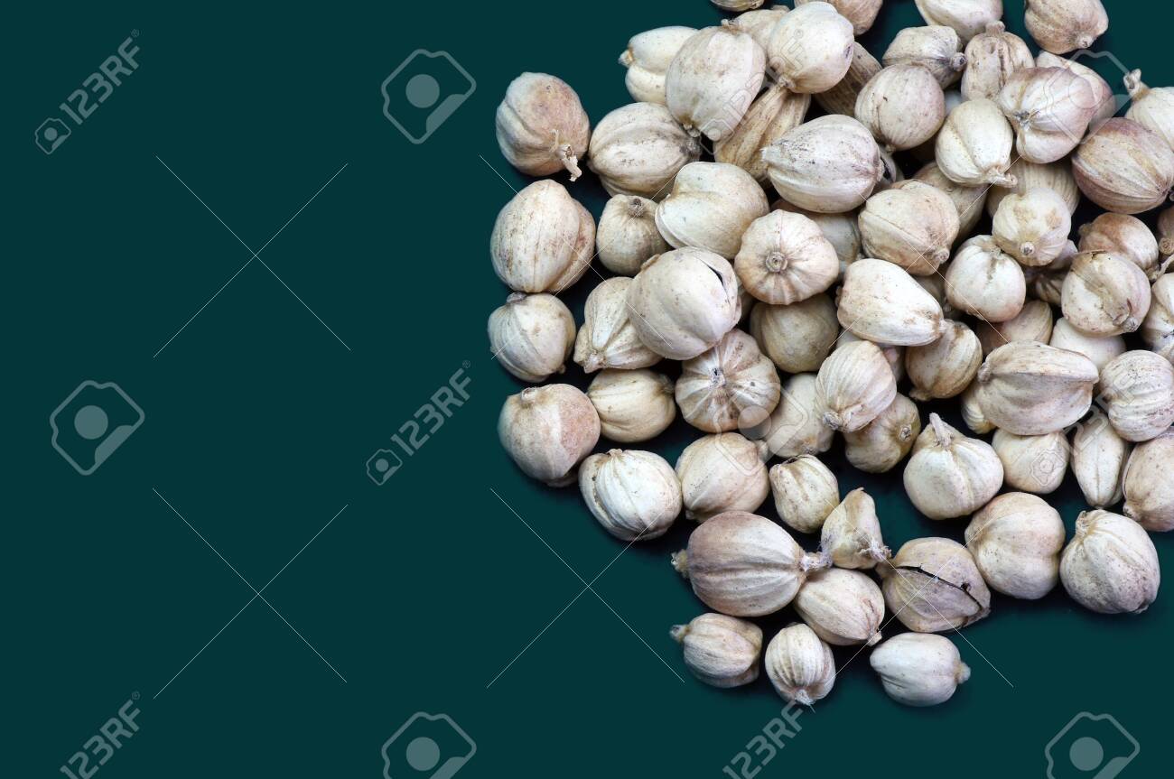 Kapulaga Jawa Or Javanese Cardamom Amomum Compactum Isolated Stock Photo Picture And Royalty Free Image Image 156728509