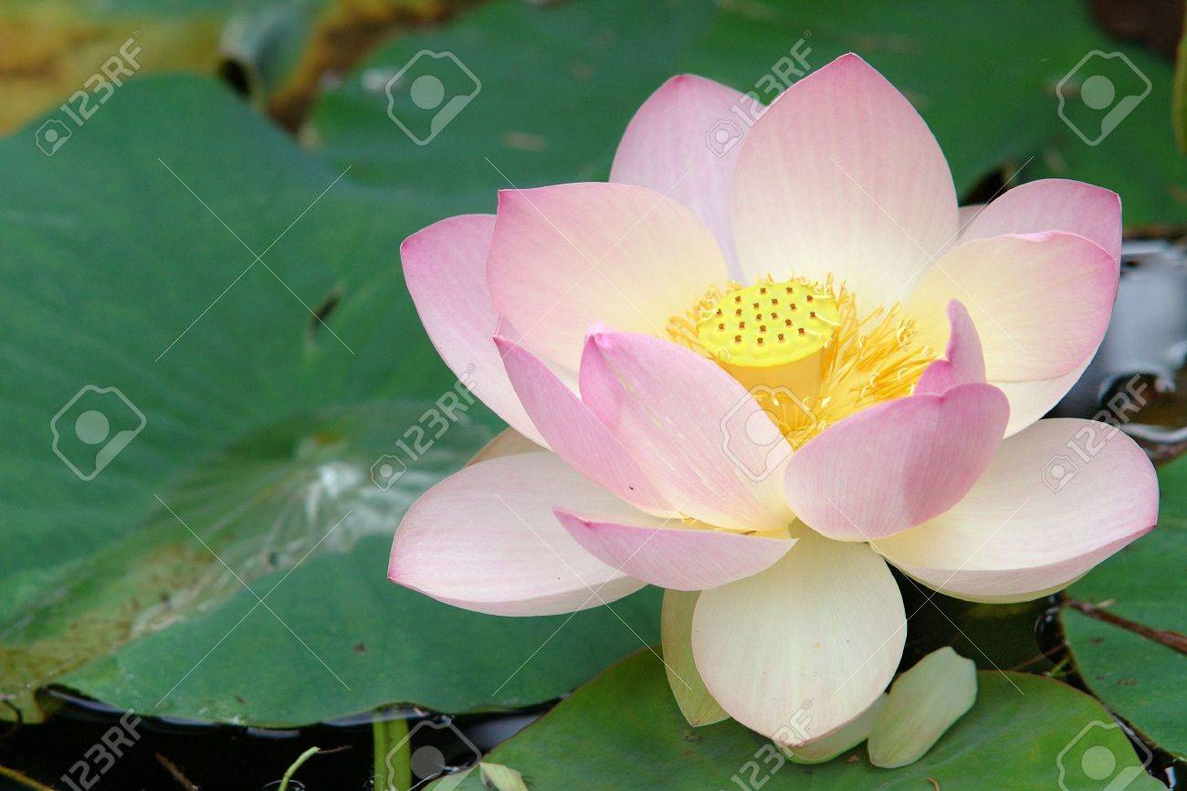 Volgens Het Hindoeisme De Lotus Is Het Belangrijkste Symbool Van Schoonheid Voorspoed En Vruchtbaarheid Royalty Vrije Foto Plaatjes Beelden En Stock Fotografie Image