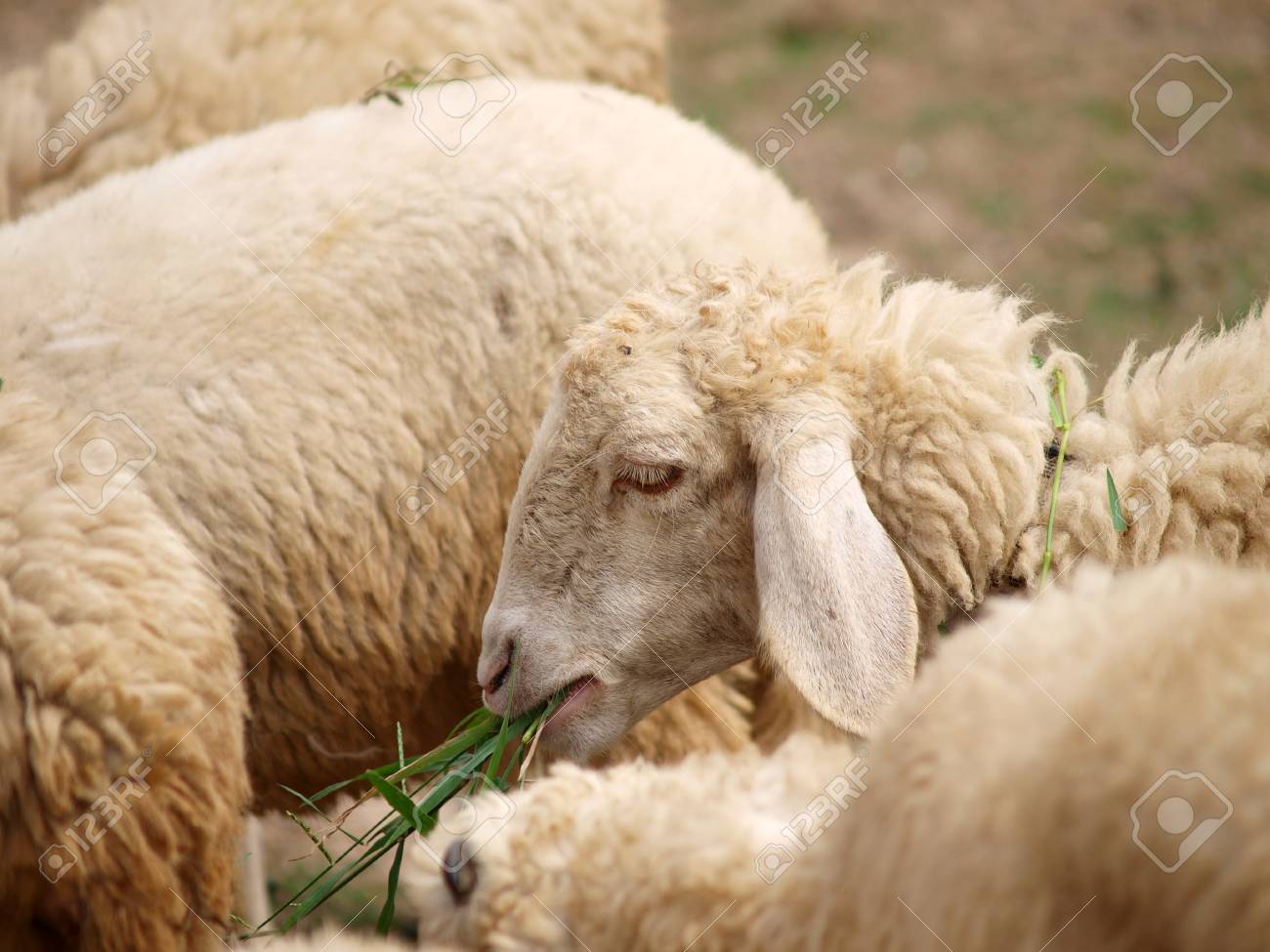 etiam-dictum-ipsum-a-felis