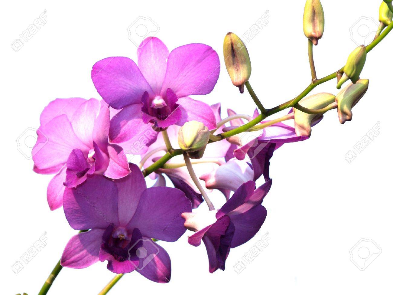 Pink Purple Dendrobium Orchid Flower On White Background Stock Photo Picture And Royalty Free Image Image