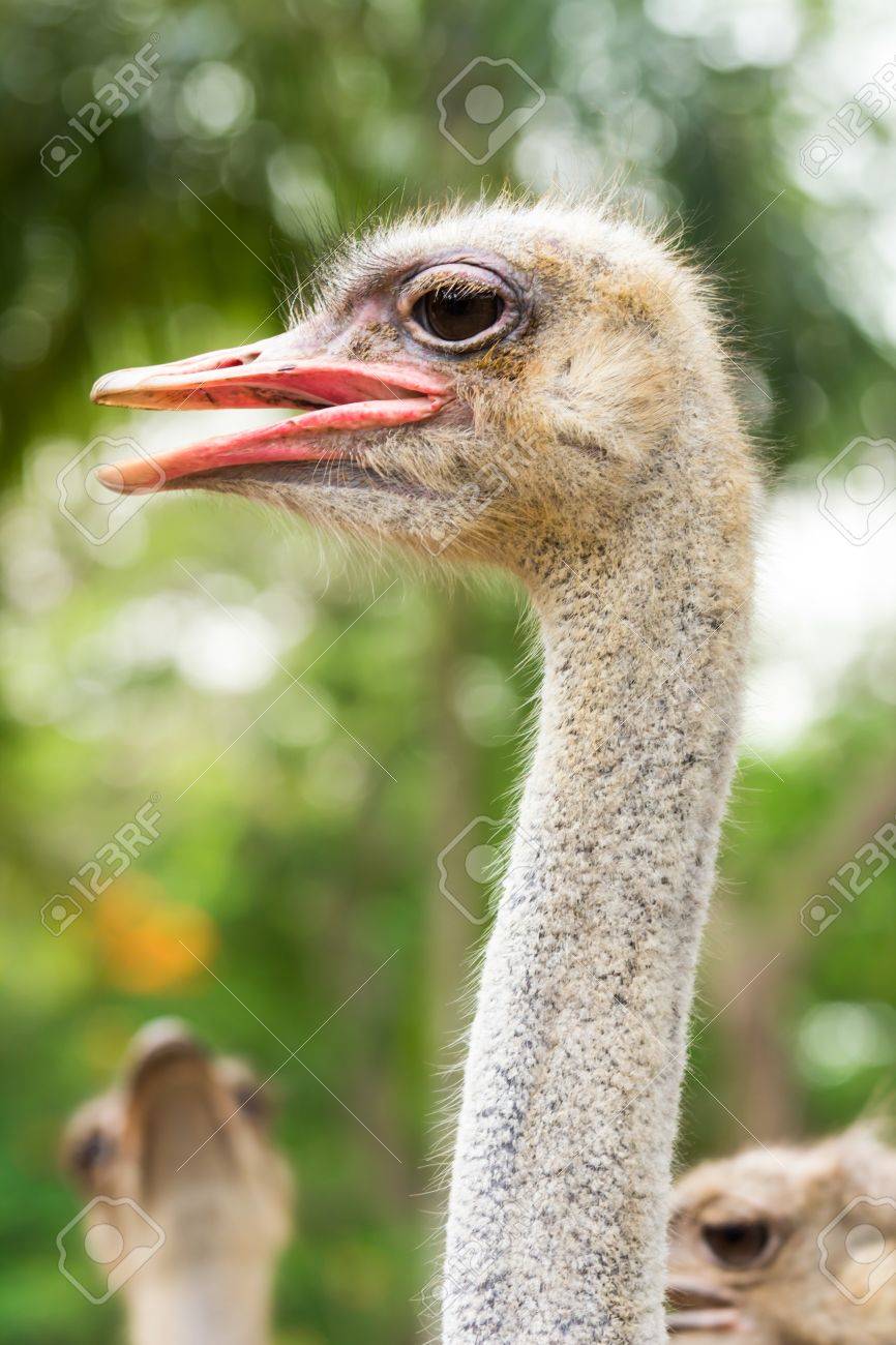 ダチョウ の写真素材 画像素材 Image