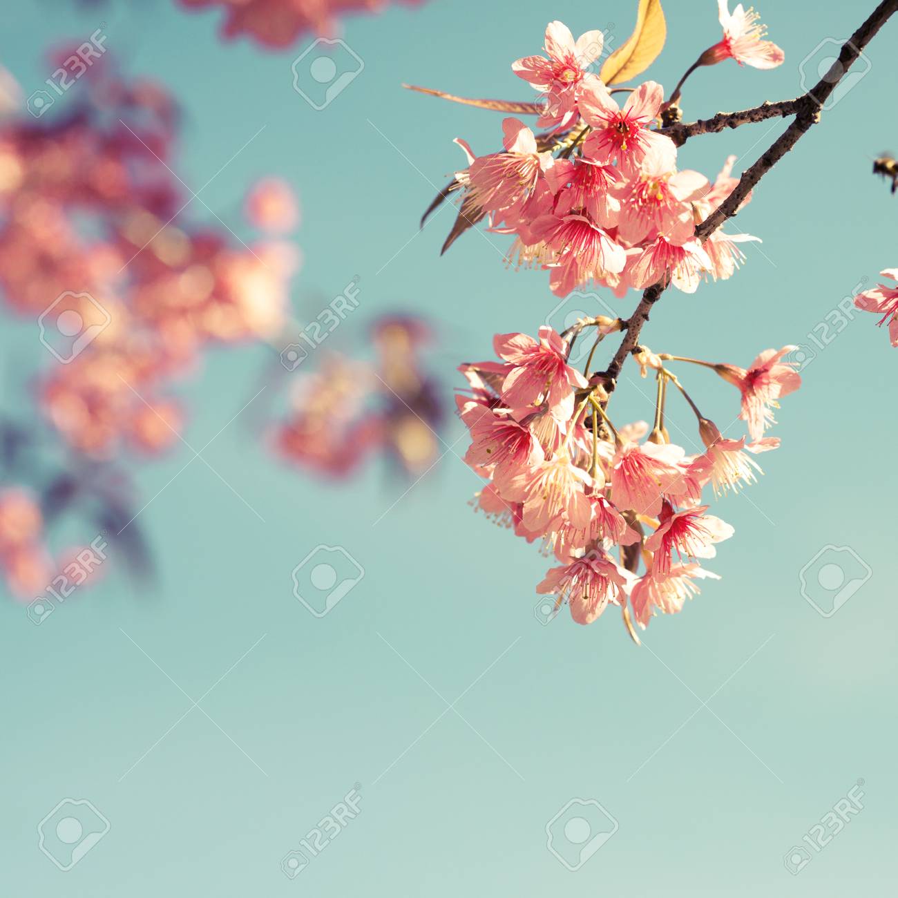 Fleur De Cerisier Vintage Fleur De Sakura Fond De La Nature Couleur Rétro Effet De Filtre