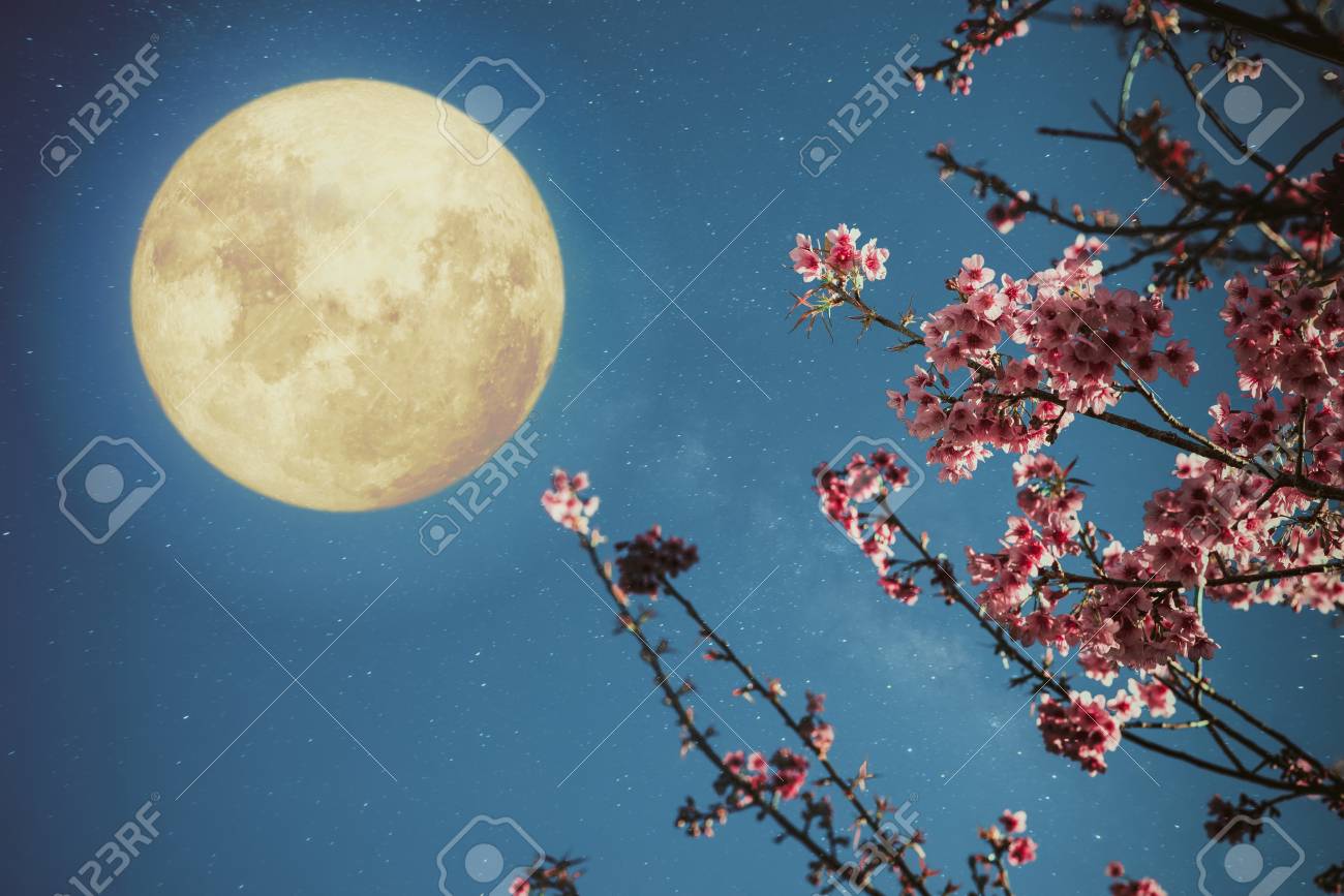 紫音様✨皇絵画 満開の夜桜 真下かは見上げて… 紫音様✨皇絵画 満開の夜桜 真下かは見上げて… 【公式通販】