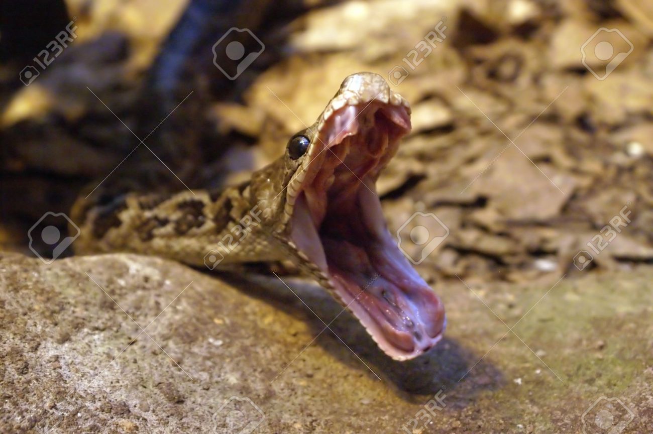 ヘビが怖いあくびをしています いいえ毒の牙それによってそれを絞扼の獲物を殺します の写真素材 画像素材 Image