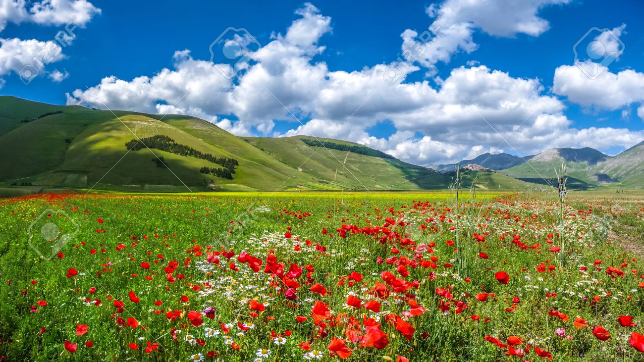Beautiful summer landscape at Piano Grande Great Plain mountain plateau in the Apennine Mountains, Castelluccio di Norcia, Umbria, Italy - 43250744 Beautiful summer landscape at Piano Grande Great Plain mountain plateau in the Apennine Mountains, Castelluccio di Norcia, Umbria, Italy - 43250744