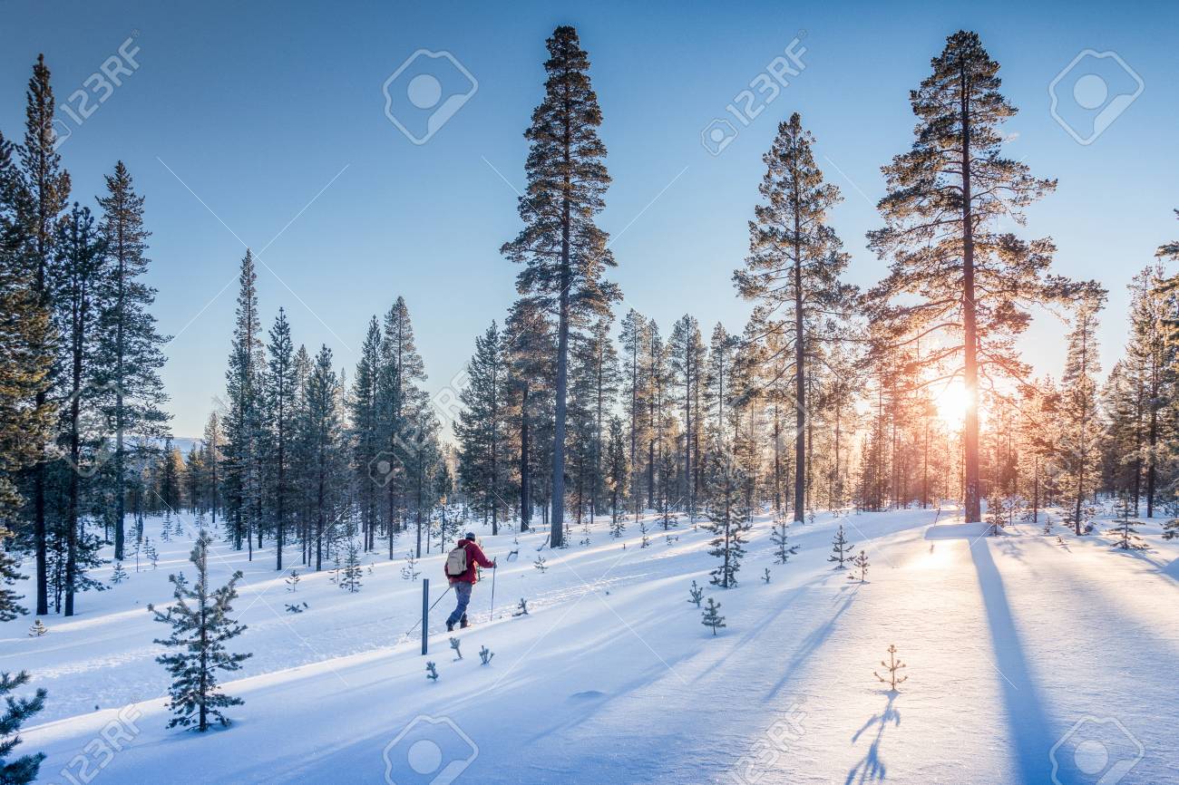 Panoramic view of man cross-country skiing on a track in beautiful winter wonderland scenery in Scandinavia with scenic evening light at sunset in winter, northern Europe - 95450920 Panoramic view of man cross-country skiing on a track in beautiful winter wonderland scenery in Scandinavia with scenic evening light at sunset in winter, northern Europe - 95450920