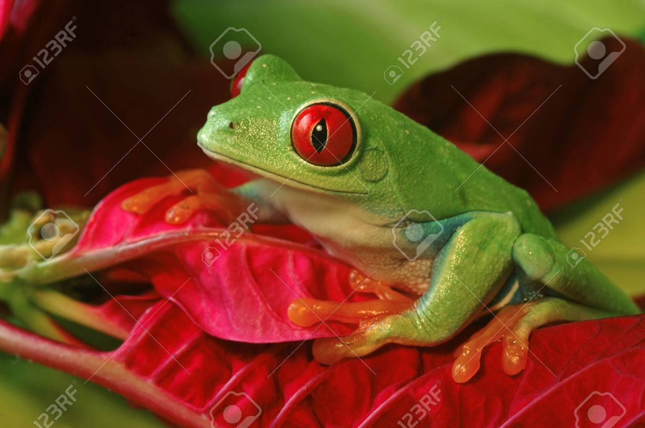 Rojo Observó La Rana De árbol En El Follaje De Color Rojo Fotos, Retratos, Imágenes Y Fotografía De Archivo Libres De Derecho. Image 52126626.