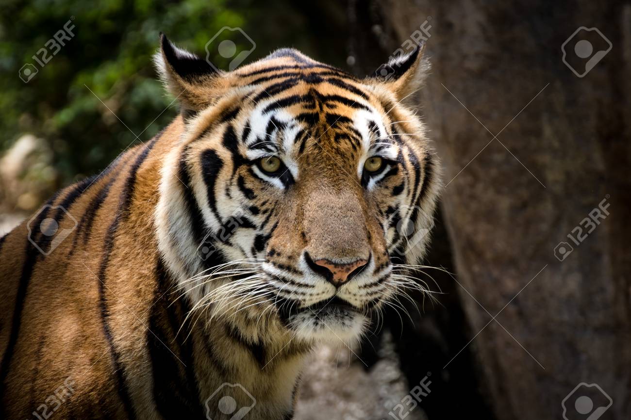 etiam-dictum-ipsum-a-felis