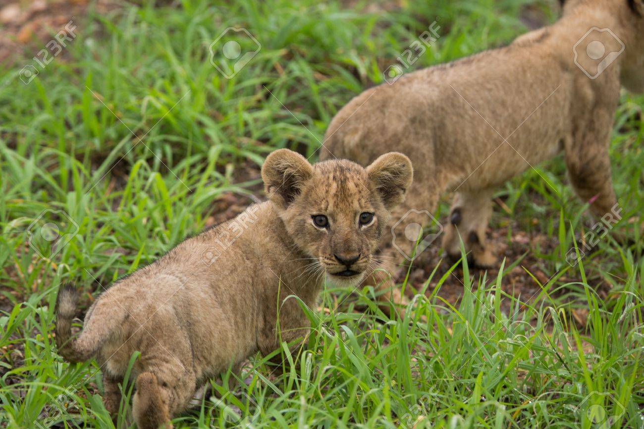 Bebe Lionceau A L Etat Sauvage Banque D Images Et Photos Libres De Droits Image 1739