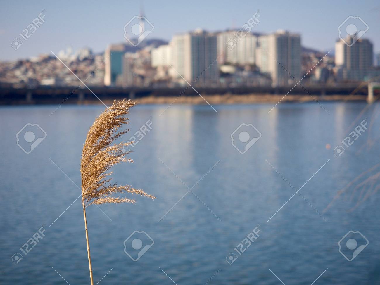Abstract Seoul Han River Korea Silver Grass Stock Photo Picture And Royalty Free Image Image