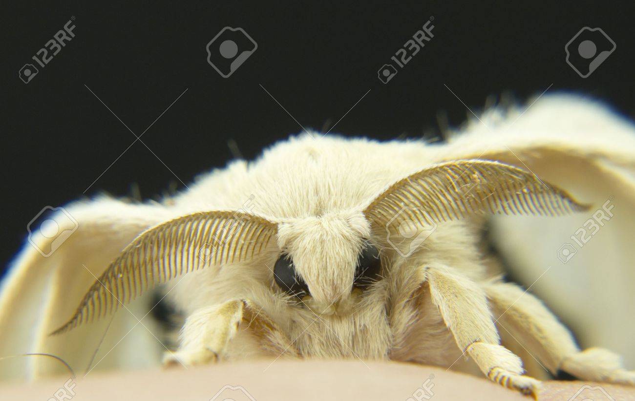 Get Silk Moth Cocoon Images