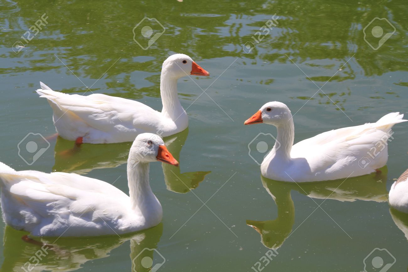 ducks in the pond stock photo picture and royalty free image image