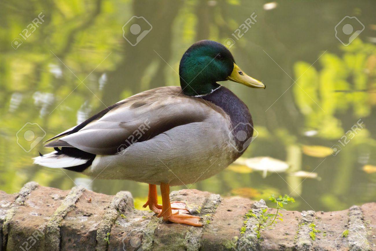 鴨の剥製(対) 2025年最新】鴨 剥製の人気アイテム - メルカリ