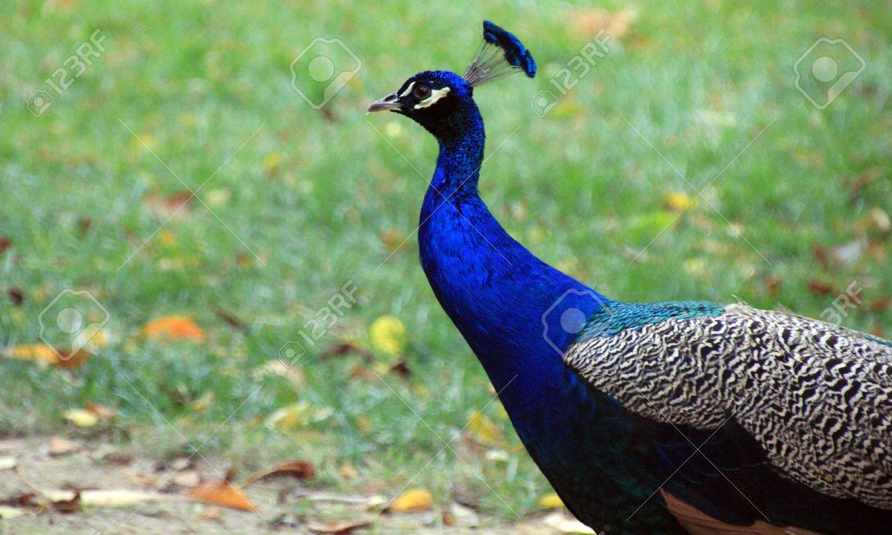 Peacock Of Showy Colors Stock Photo Picture And Royalty Free Image Image 12346588