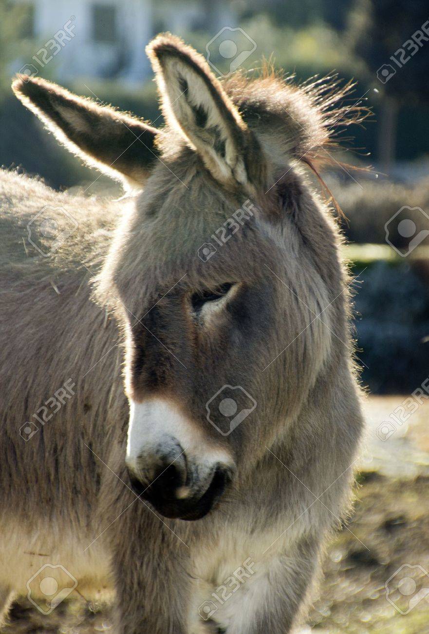 小さなロバの牧草地を歩く の写真素材 画像素材 Image