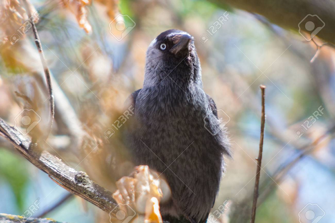 青い目と光沢のある黒い鳥 の写真素材 画像素材 Image