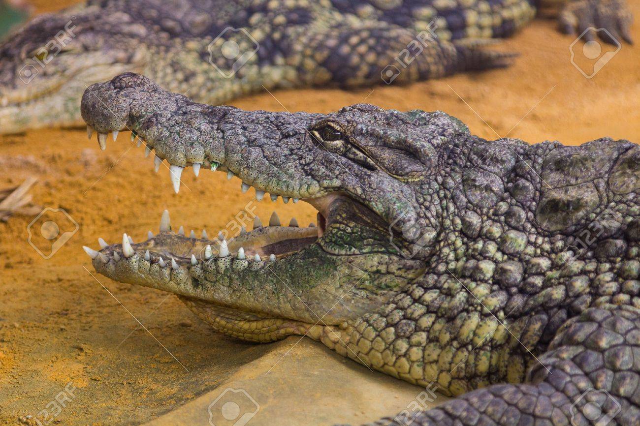 その巨大な口を開けて クロコダイラスは Niloticus 巨大なナイルワニ の写真素材 画像素材 Image