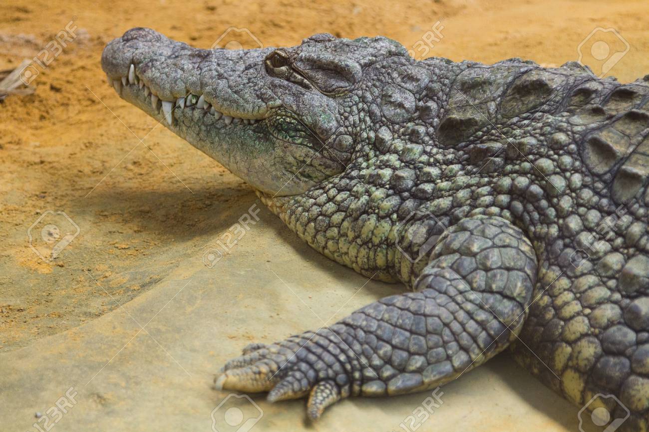 巨大なナイルワニ クロコダイラスは Niloticus の頭部の詳細 の写真素材 画像素材 Image