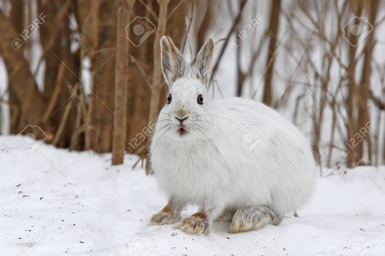 冬のスノーシューのノウサギ うさぎ座 Americanus の写真素材 画像素材 Image