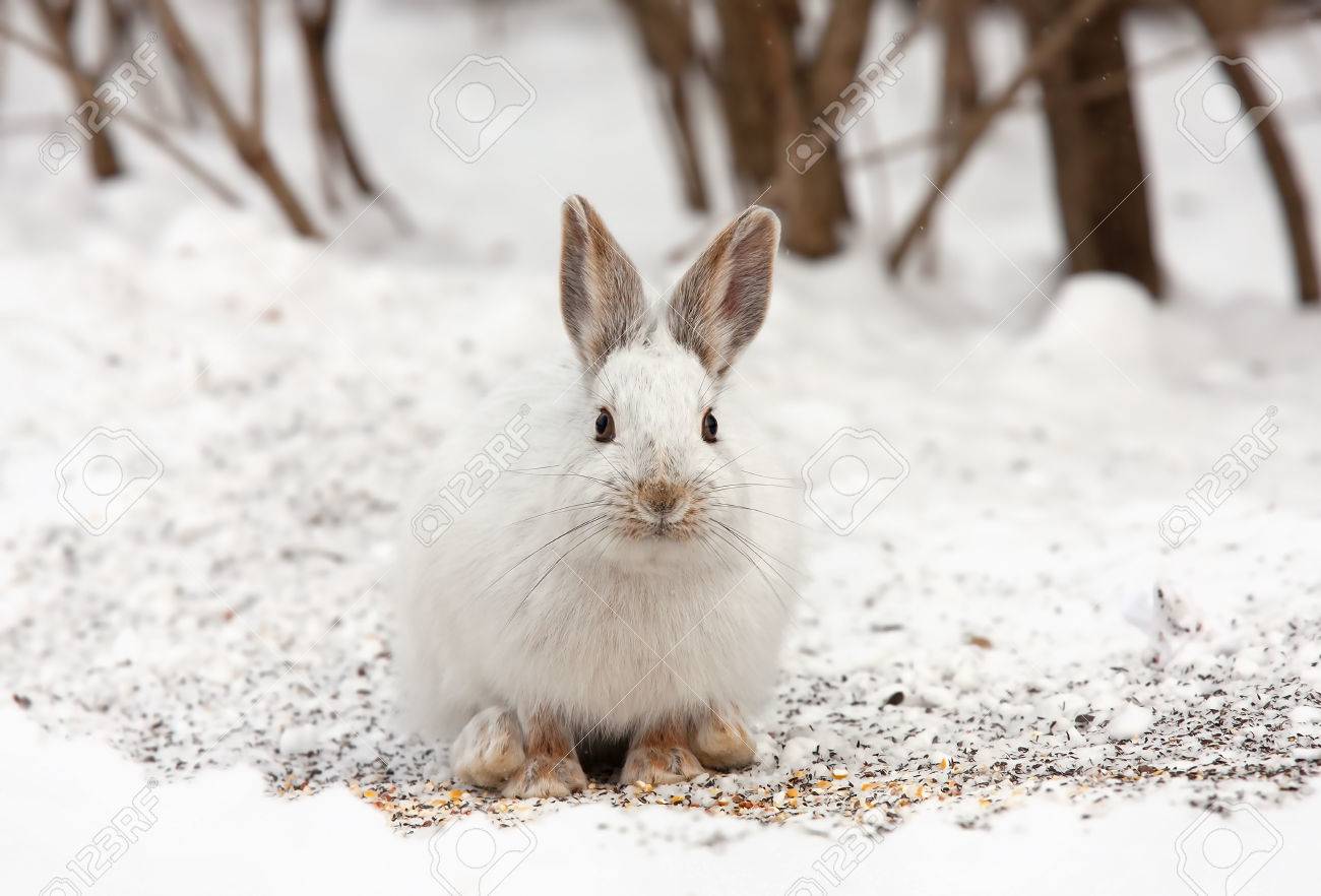 冬のスノーシューのノウサギ うさぎ座 Americanus の写真素材 画像素材 Image