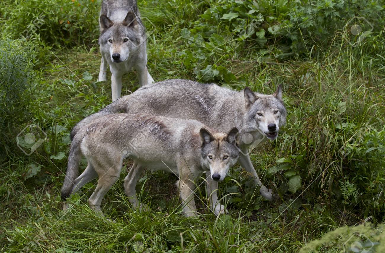 timber wolves canis lupus on rocky cliff in summer stock photo