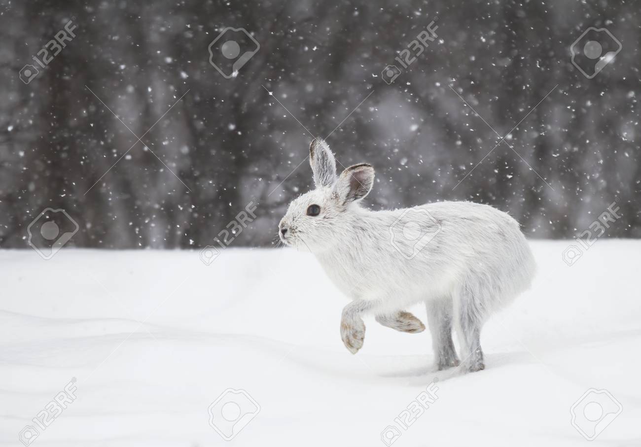 カンジキウサギ うさぎ座 Americanus 雪が降るで の写真素材 画像素材 Image