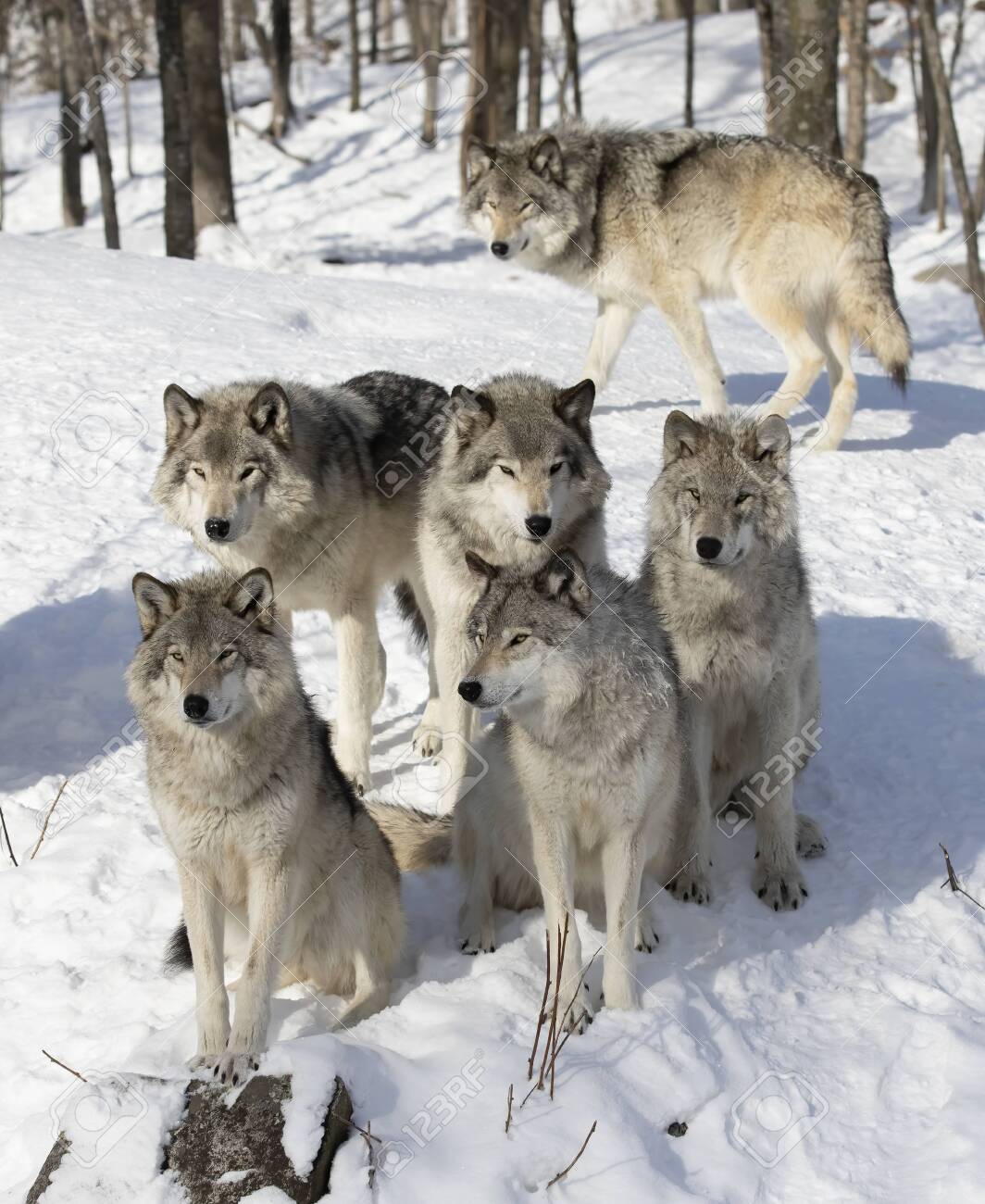 Timber Wolves Or Grey Wolves Canis Lupus Timber Wolf Pack Standing Stock Photo Picture And Royalty Free Image Image 136674127