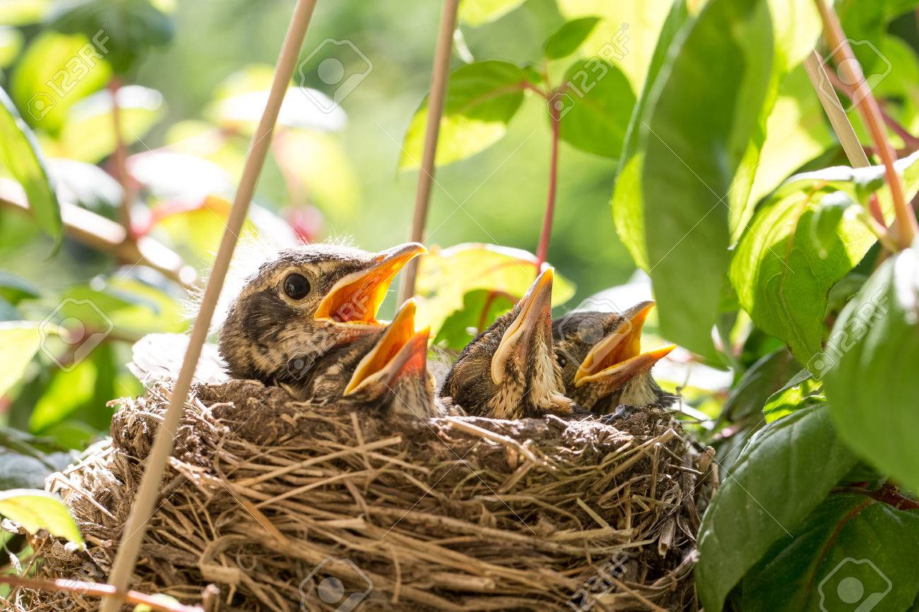 Close Up Image De Quatre Merles De Bebe Dans Un Nid D Oiseau D Attente Pour La Nourriture Un Oiseau Apparait Plus Dominant Et Anxieux Que Les Autres Banque D Images Et Photos Libres De