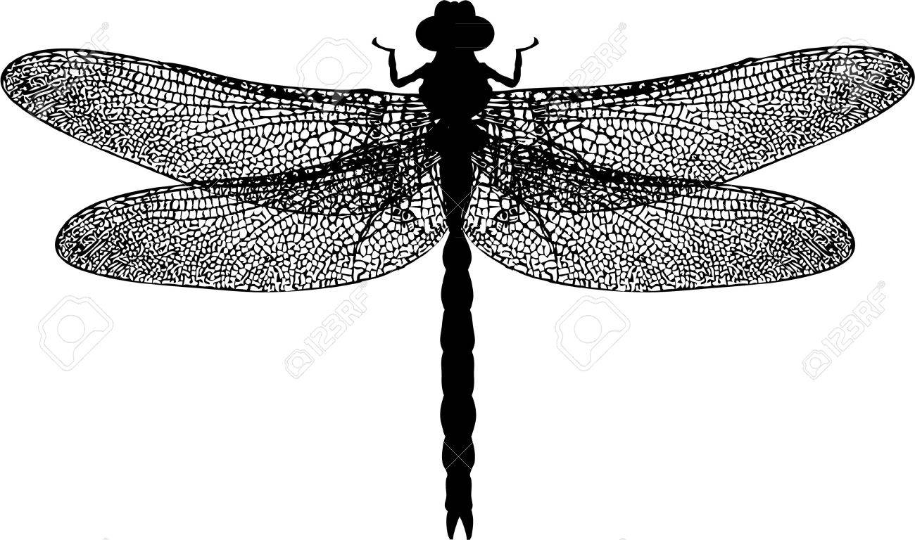 トンボのイラスト素材 ベクタ Image 30856351