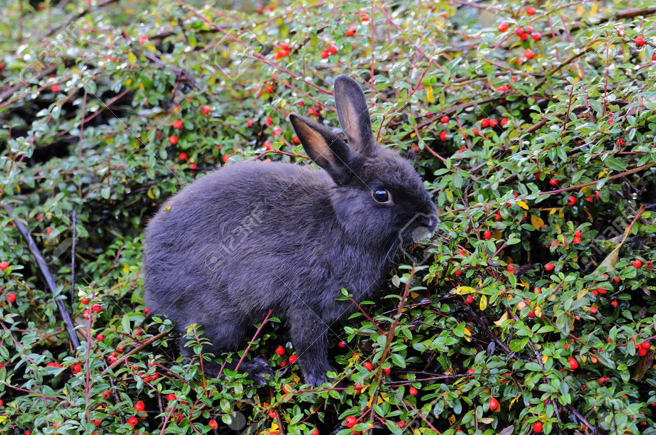 果物を食べるにはブッシュに野生のうさぎの地位がほとんどないです の写真素材 画像素材 Image 果物を食べるにはブッシュに野生のうさぎの地位がほとんどないです の写真素材 画像素材 Image